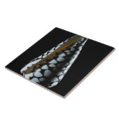 Kegel-Muschel 2 Fliese (Seite)