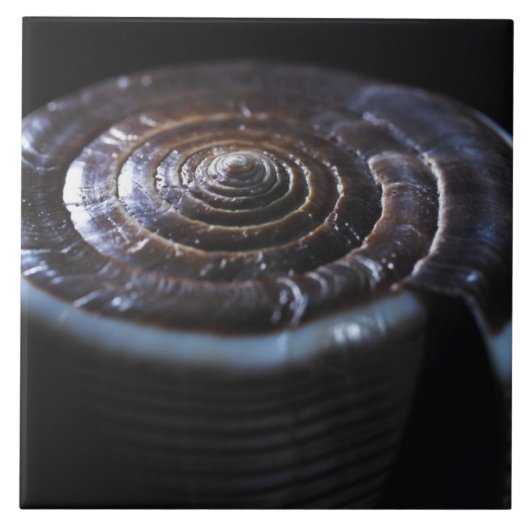 Kegel-Muschel Fliese (Vorderseite)