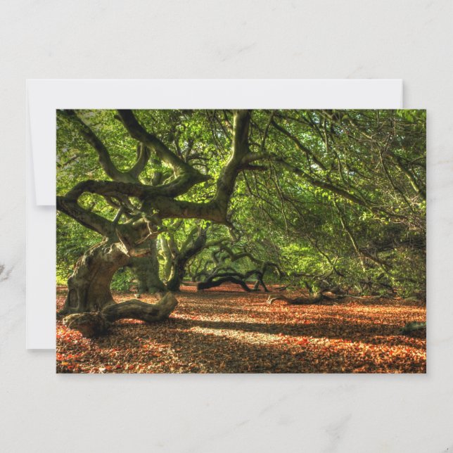 Kegelbaume von Lavizzara (Vorderseite)