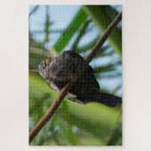 Kegeltaube Puzzle (Vertikal)