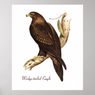 Keil angebundene Eagle. Ein ausgezeichneter Poster
