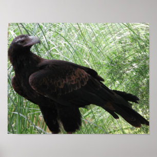 Keil-angebundenes Eagle (Aquila audax) Poster