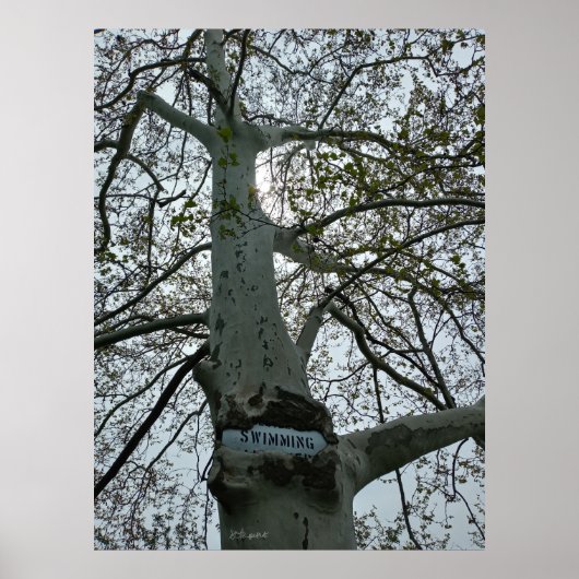 Kein Schwimmen im Baum Poster (Vorne)