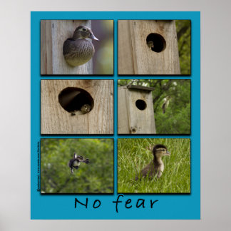 "KEINE ANGST" Holzente Fledging Poster