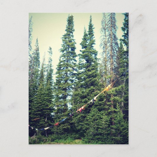 Keine Bras im Wald erlaubt Postkarte (Vorderseite)