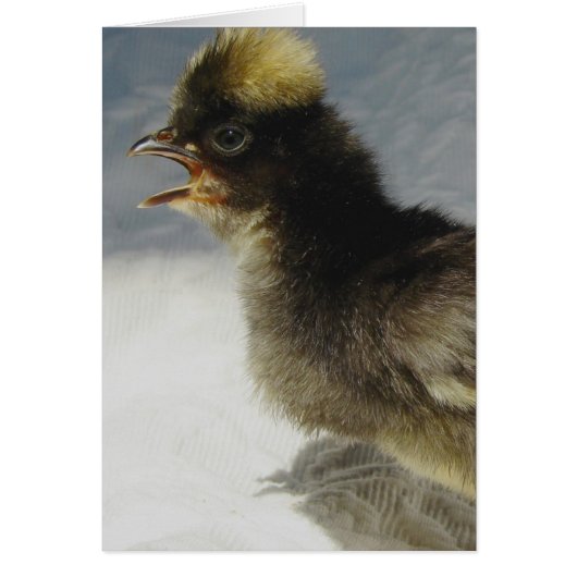 Keine Fotos bitte (Vorne)