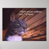 Keine gewöhnlichen Katzen Poster (Vorne)