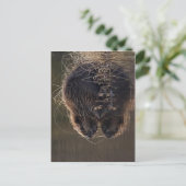 Keine höhere Auflösung verfügbar. Beaver_pho34.jpg Postkarte (Stehend Vorderseite)