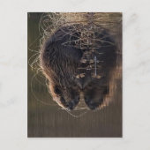 Keine höhere Auflösung verfügbar. Beaver_pho34.jpg Postkarte (Vorderseite)