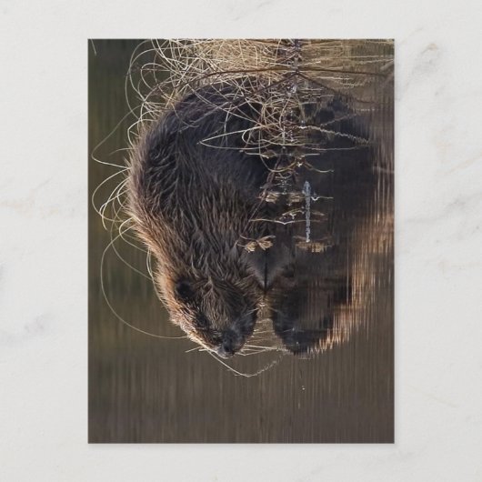 Keine höhere Auflösung verfügbar. Beaver_pho34.jpg Postkarte (Vorderseite)
