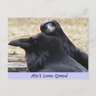Keine Liebe Grand Ravens in Liebe Postkarte