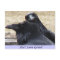 Keine Liebe Grand Ravens in Liebe Postkarte