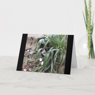 KEINE VERHIDUNG VON DER WAHRHEIT "BEST NIECE" IN D KARTE