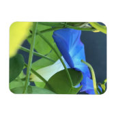 Kelch der blauen Trichterwinde Magnet (Horizontal)