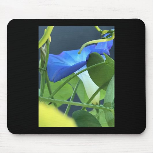 Kelch der blauen Trichterwinde Mousepad (Vorne)