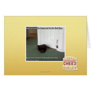 Keller-Katze, etwas verwirrt