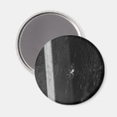Kellerspinne Magnet (Vorderseite/Rückseite)