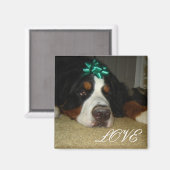 Kelly's Bernese Mountain Hunde Magnet (Vorderseite/Rückseite)