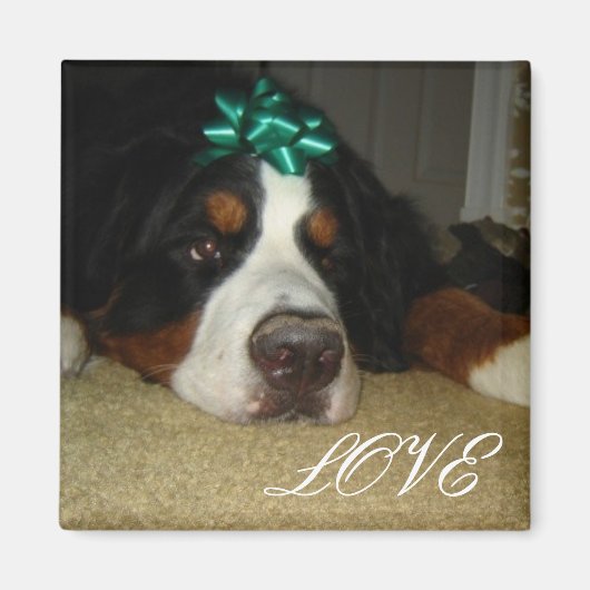 Kelly's Bernese Mountain Hunde Magnet (Vorne)