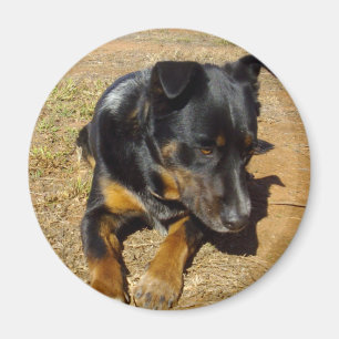 Kelpie_Farm_Life, Magnet