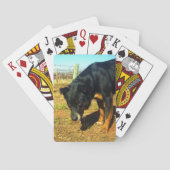 Kelpie Sooky Face, Spielkarten (Rückseite)