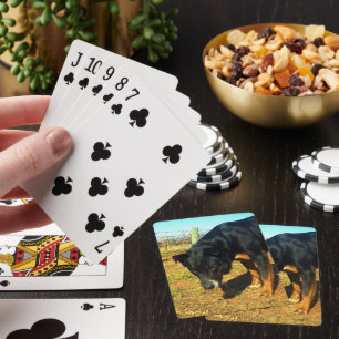 Kelpie Sooky Gesicht,   Spielkarten