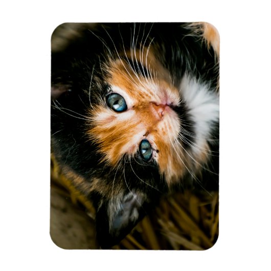 Kelte calico kitten with blue eyes magnet (Vertikal)