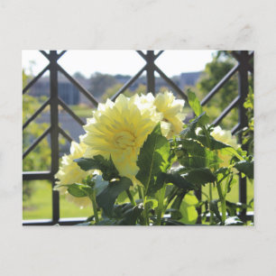 Kelvin Floodlight Dahlia Postkarte