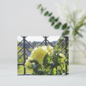 Kelvin Floodlight Dahlia Postkarte (Stehend Vorderseite)