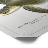 Kemp's Ridley Sea Turtle Adult and Juvenile Print Poster (Ecke)