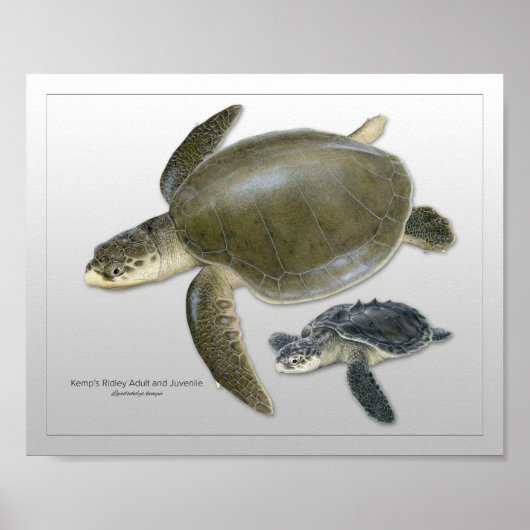Kemp's Ridley Sea Turtle Adult and Juvenile Print Poster (Vorne)