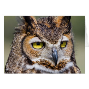 Kendall Landkreis, Texas. Große Hornschale