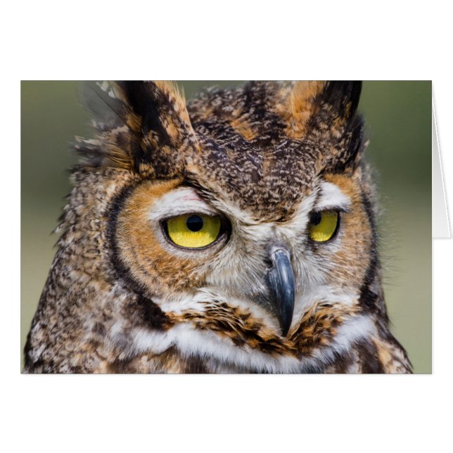 Kendall Landkreis, Texas. Große Hornschale (Vorderseite (Horizontal))