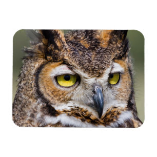 Kendall Landkreis, Texas. Große Hornschale Magnet