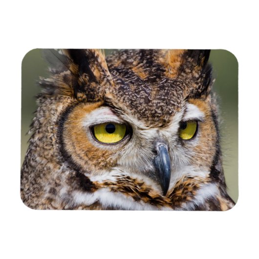 Kendall Landkreis, Texas. Große Hornschale Magnet (Horizontal)