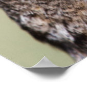 Kendall Landkreis, Texas. Große Hornschale Poster (Ecke)