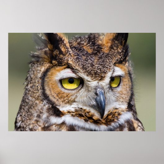 Kendall Landkreis, Texas. Große Hornschale Poster (Vorne)