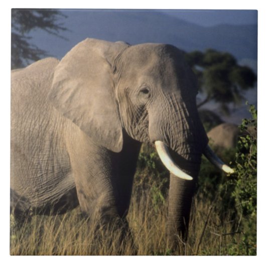 Kenia: Amboseli, männlicher afrikanischer Elefant Fliese (Vorderseite)