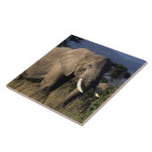 Kenia: Amboseli, männlicher afrikanischer Elefant Fliese (Seite)