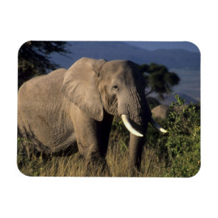 Kenia: Amboseli, männlicher Afrikanischer Elefant Magnet