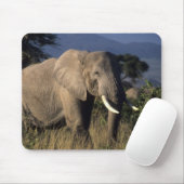 Kenia: Amboseli, männlicher afrikanischer Elefant Mousepad (Mit Mouse)