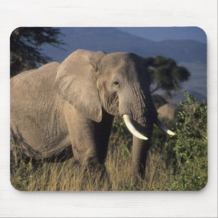 Kenia: Amboseli, männlicher afrikanischer Elefant Mousepad