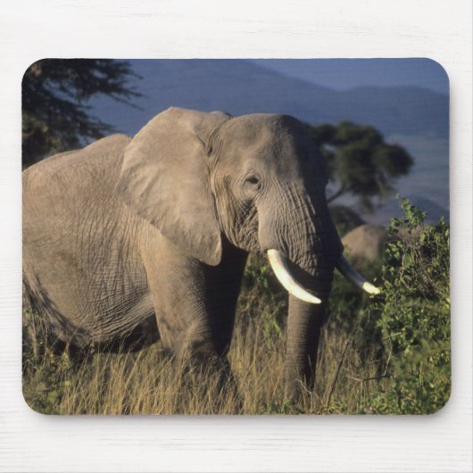 Kenia: Amboseli, männlicher afrikanischer Elefant Mousepad (Vorne)