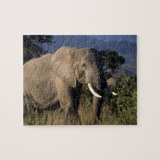 Kenia: Amboseli, männlicher afrikanischer Elefant Puzzle (Horizontal)
