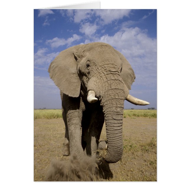 Kenia: Amboseli National Park, Elefantenmännchen (Vorne)