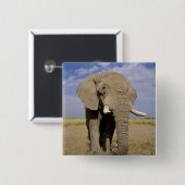 Kenia: Amboseli National Park, Elefantenmännchen Button (Vorne & Hinten)