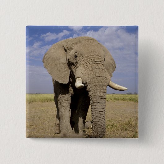 Kenia: Amboseli National Park, Elefantenmännchen Button (Vorderseite)