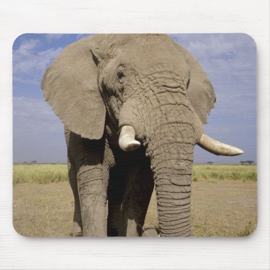 Kenia: Amboseli National Park, Elefantenmännchen Mousepad (Vorne)