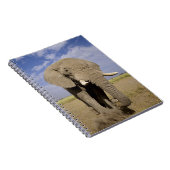 Kenia: Amboseli National Park, Elefantenmännchen Notizblock (Rechte Seite)