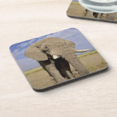 Kenia: Amboseli National Park, Elefantenmännchen Untersetzer (Linke Seite)